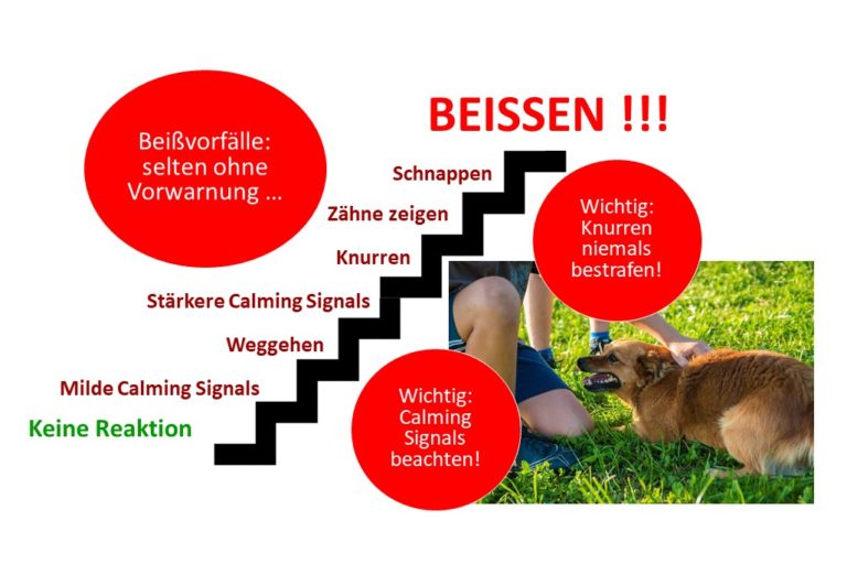 Beschwichtigungssignale Hunde besser verstehen SPASSMITHUND