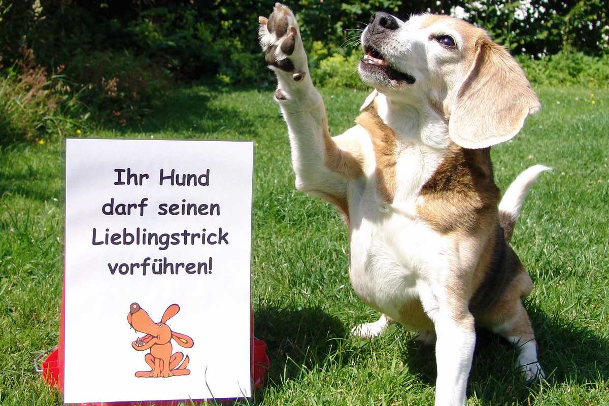 Sex Lies Hund s Berätta