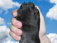 Webinarreihe Gemeinsam stark: Psychische Gesundheit für Hunde