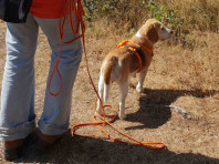 Schöner spazierengehen – Tipps und Ideen für Menschen mit Hund (online)