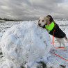 Die Winterschnüffellandschaftsbauer-Challenge