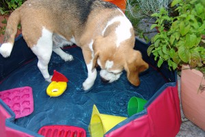 wasserspiele-schiffahoi-beagle-birte-03